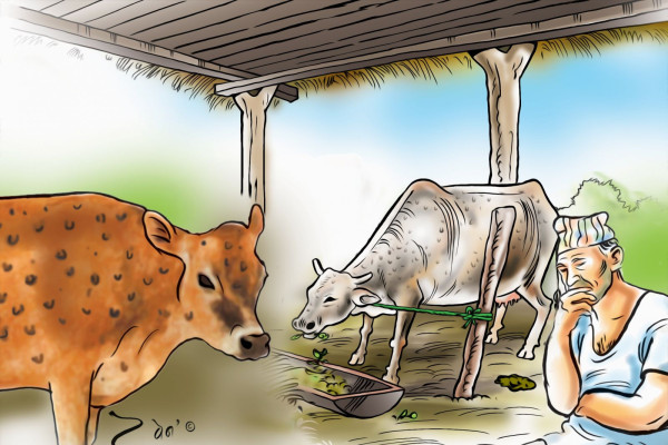 बाँकेमा देखिएको ‘लम्पी स्किन’ सङ्क्रमण नियन्त्रणमा